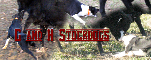 G and H Stockdogs - producing cattle working Border Collies.