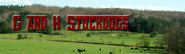 G and H Stockdogs handle cows and calves or yearlings.