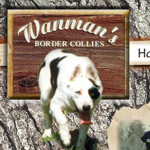 Wanman Border Collies - Ranch dogs that get the work done.